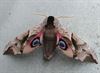 Hamont-Achel - Prachtige vlinder