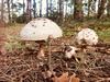 Beringen - Opvallend veel paddenstoelen