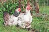 Beringen - Aanzienlijk dioxines in Beringse kippeneieren