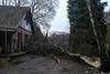 Beringen - Storm Dennis zorgt voor veel vallende bomen