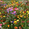 Hamont-Achel - Geen gratis veldbloemenzaad dit jaar
