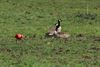 Beringen - Ibis gespot in Stal