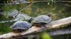 Lommel - Roodwangschildpadden in de Grote Fossé