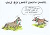 Pelt - Wolf doodt drie lama's