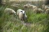 Lommel - De schapen zijn er weer