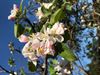 Lommel - Bloeiende appelboom in september