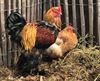 Leopoldsburg - Ophokplicht vanwege vogelgriep