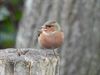 Lommel - Vogels in onze Lommelse natuur