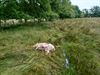 Beringen - Vier schapen doodgebeten in Koersel