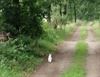 Pelt - Een wit konijn op een lang recht pad