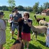 Beringen - Teambuilding met alpaca's