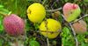 Hechtel-Eksel - Appels met peren vergelijken
