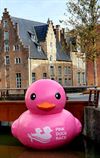 Beringen - Pink Duck Race in Diest