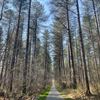 Leopoldsburg - 'Laat een bos met rust'