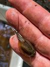 Hechtel-Eksel - Opnieuw kopschildkreeftjes gespot in Bosland