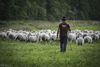 Lommel - Met de schapen in de Watering