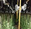 Beringen - Grote cannabisplantage ontdekt in Beverlo