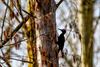 Lommel - Een bijzondere vogel in actie: de zwarte specht
