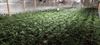 Bocholt - Grote cannabisplantage opgerold