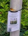 Lommel - Lokpotten tegen Aziatische hoornaars