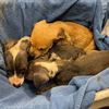 Houthalen-Helchteren - Zeven pups gedumpt
