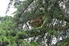 Beringen - Nest Aziatische hoornaar vernietigd