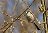 Bocholt - Vogeltelweekend met liedjes over vogels