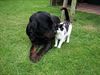 Bocholt - Max en Luna populairste hondennamen