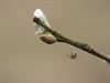 Lommel - De prille lente kriebelt al een beetje
