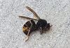 Lommel - Ten strijde tegen de Aziatische hoornaar
