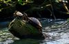 Beringen - Schildpadden aan de Paalse Plas