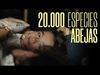 Pelt - Zebra Cinema: '20.000 Species of Bees'