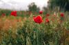 Tongeren - Stad zaait veldbloemen in op meerdere locaties