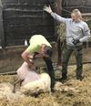 Houthalen-Helchteren - Schapen voelen zich geschoren in Hengelhoef