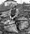 Oudsbergen - Uit de oude doos: aardappelen rapen