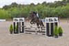 Lommel - Jumping vierjarige paarden