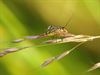 Lommel - De schorpioenvlieg, een merkwaardig insect