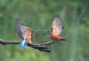 Beringen - Mooie fotoreeks ijsvogels