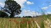 Beringen - Zomerse natuur