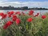 Beringen - Een zomerse warme dag