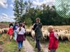 Genk - Schapenwandeling op de Schemmersberg