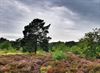 Leopoldsburg - Tip voor trip: Wandelen in Gerheserheide