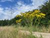 Beringen - Actieplan om biodiversiteit te verhogen