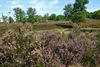 Pelt - Eerste heide in bloei