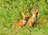 Beringen - Twee schattige vosjes