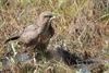 Pelt - Een jonge buizerd op het Hageven