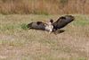 Hamont-Achel - De landing van een buizerd