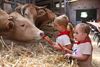 Lommel - Laatste kampje 'Blij op de boerderij'