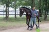 Lommel - Drie Lommelaren op WK 'Jonge paarden'