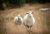 Lommel - Schapen in de mooie natuur van de Blekerheide